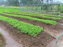 画像をギャラリービューアに読み込む, 薬王の薬湯(やくおうのやくとう)/Yaquo Warms Labo.(薬王ウォームズ研究所) <薬王製薬株式会社>