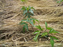 画像をギャラリービューアに読み込む, 薬王の薬湯(やくおうのやくとう)/Yaquo Warms Labo.(薬王ウォームズ研究所) <薬王製薬株式会社>